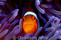 leave me alone... by Christophe Aprile 
